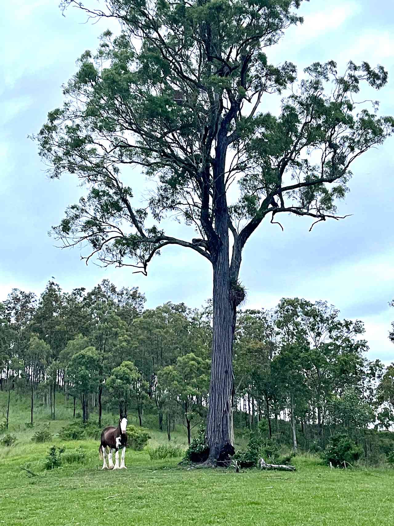 The Ranch on Clarence