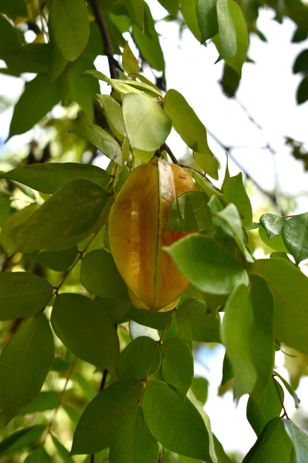 Finca Sajorí