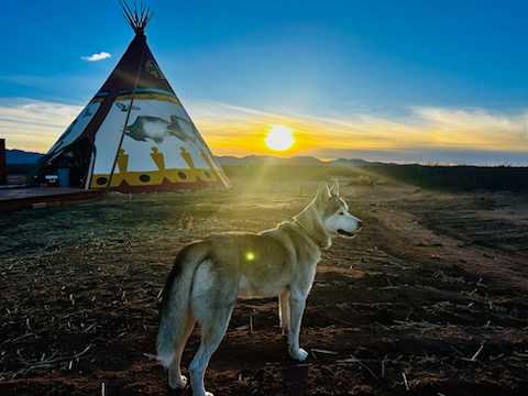 Coyotes Howling