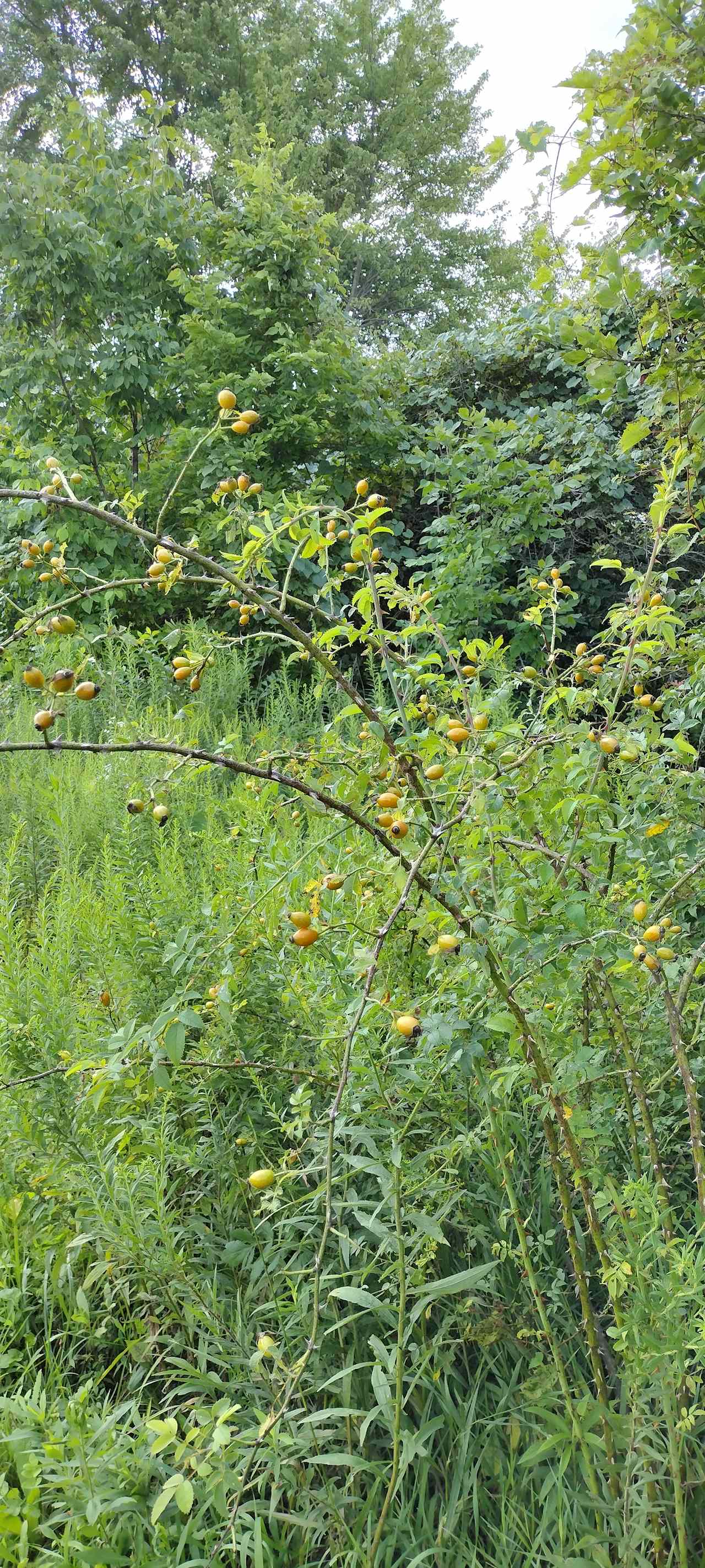 Orchard/Cidery/Meadery on 12 acres!