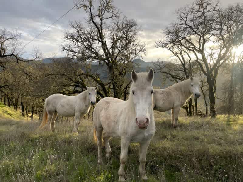 EL EL Cool Ranch