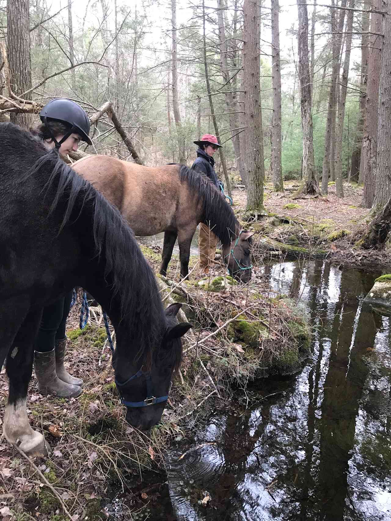 Glamping with the Wild Horses