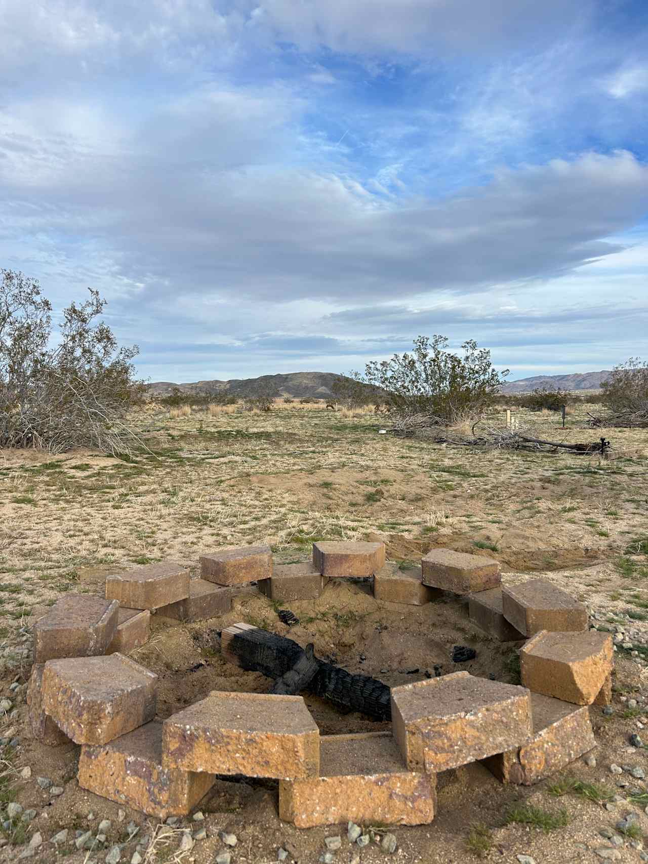 Tranquil Joshua Tree Getaway 🔭