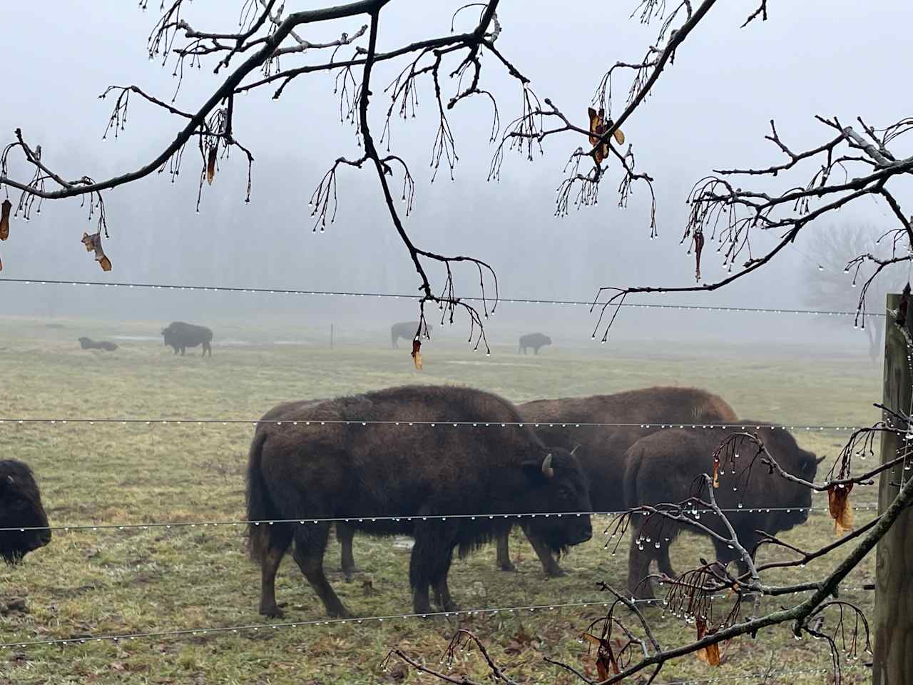 Bracy Gold Bison Ranch