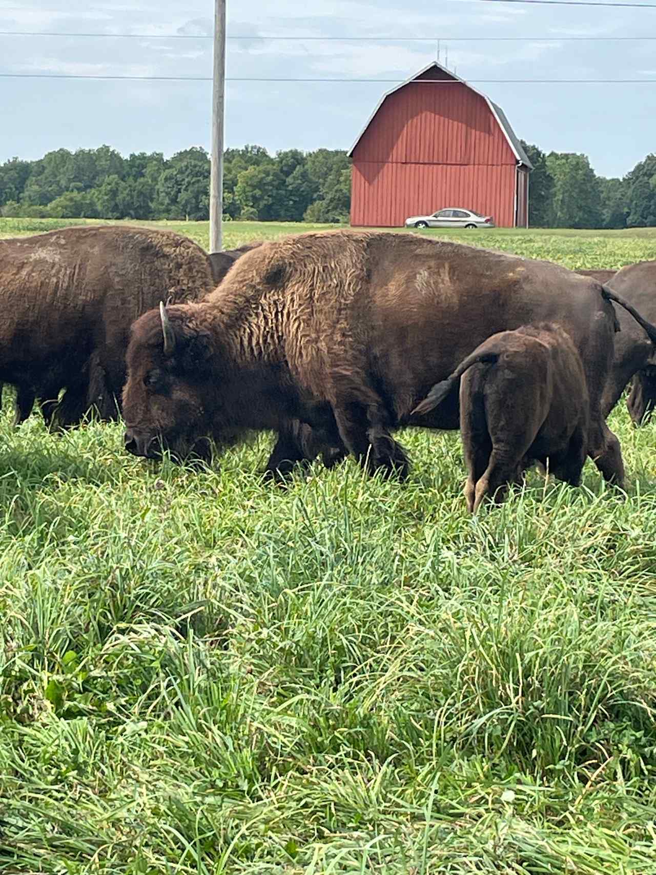 Bracy Gold Bison Ranch