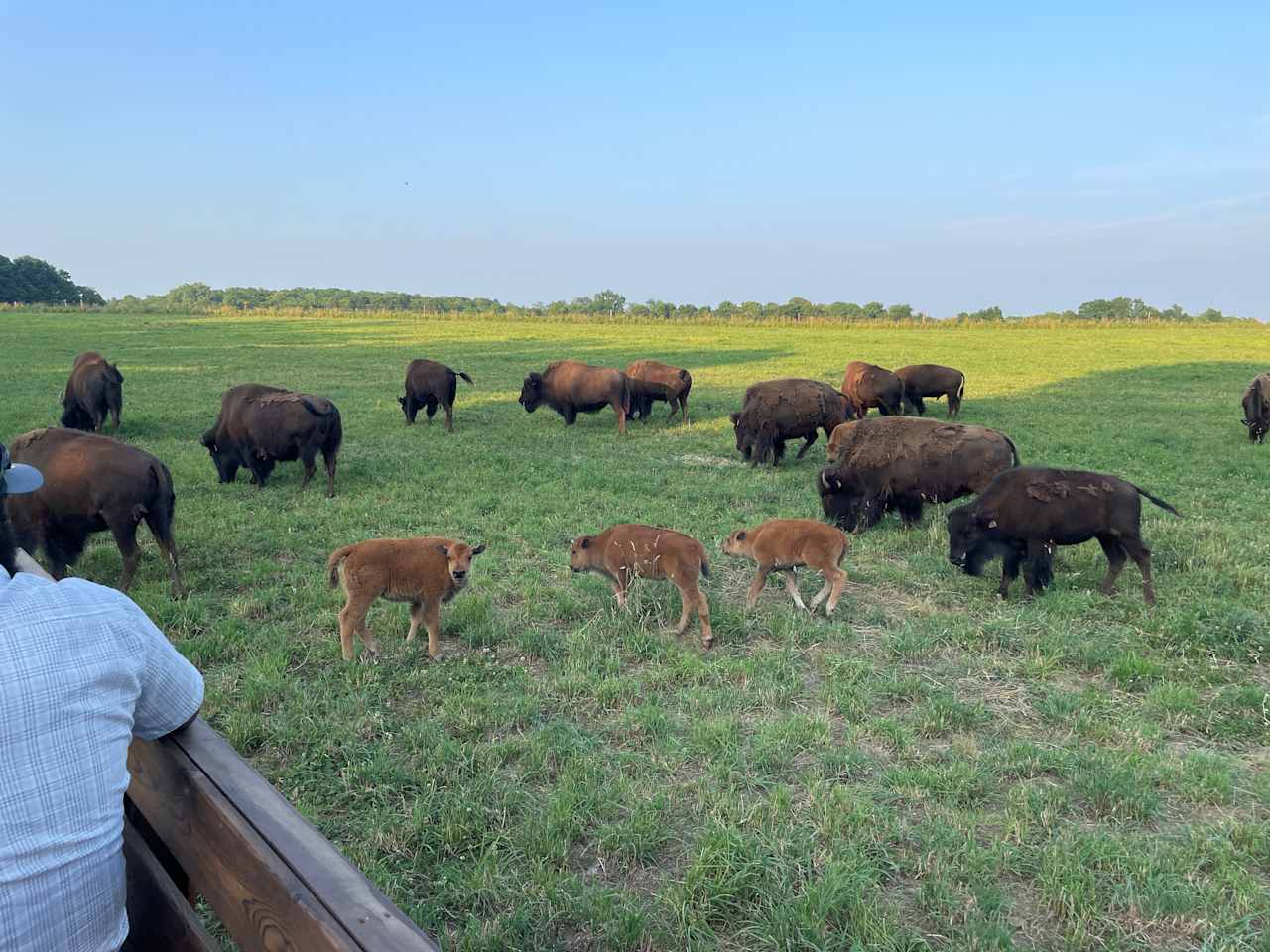 Bracy Gold Bison Ranch