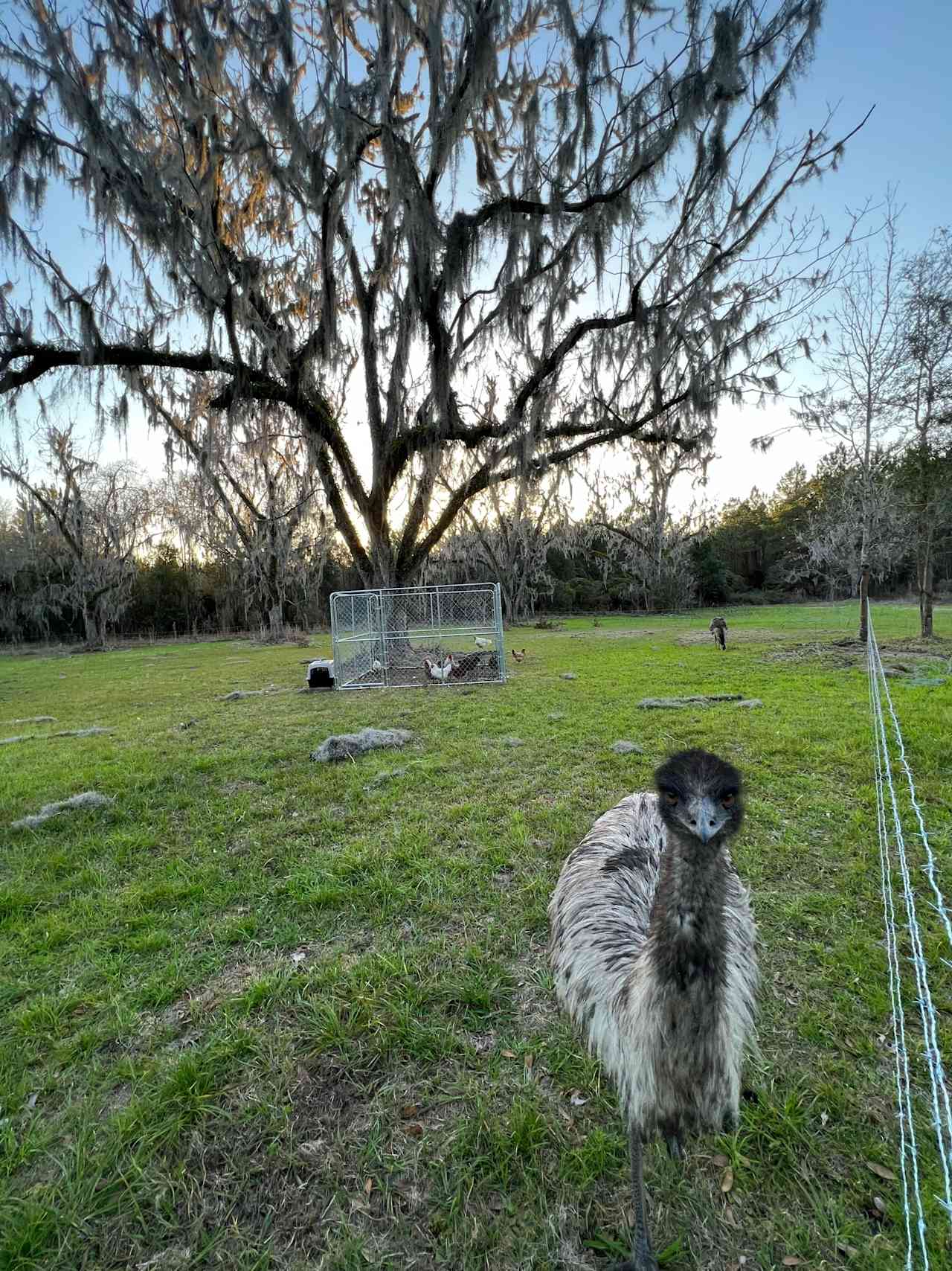 Grace Haven Homestead