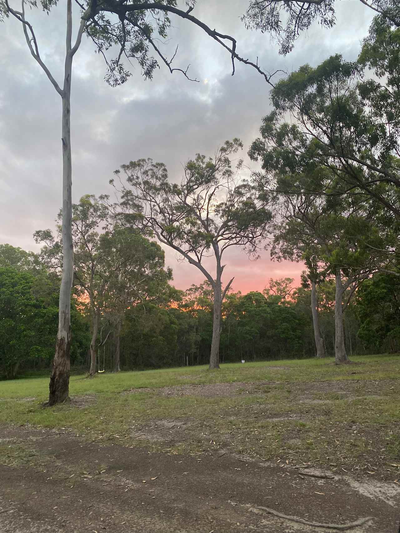 Bush by the Bay