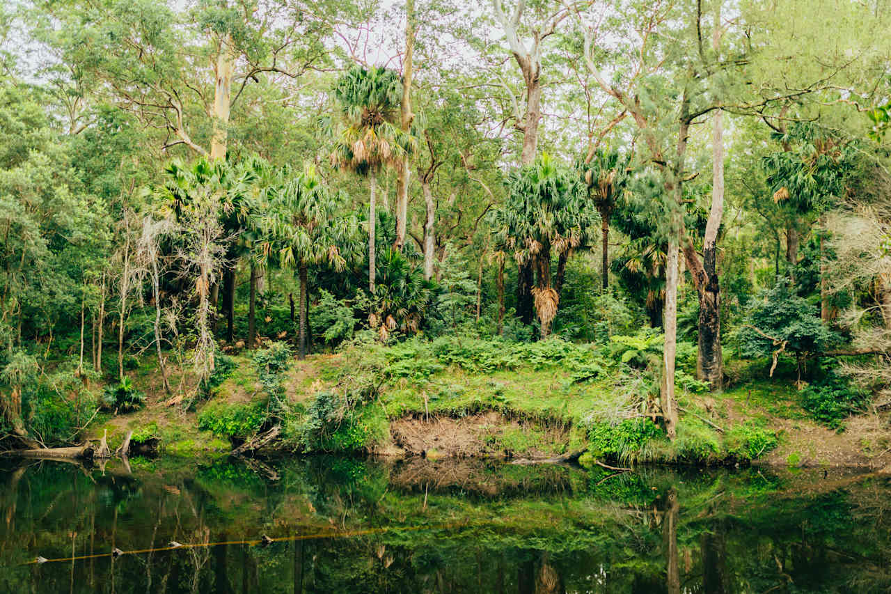 'Palm Cove' site has amazing vegetation on the other side of the river