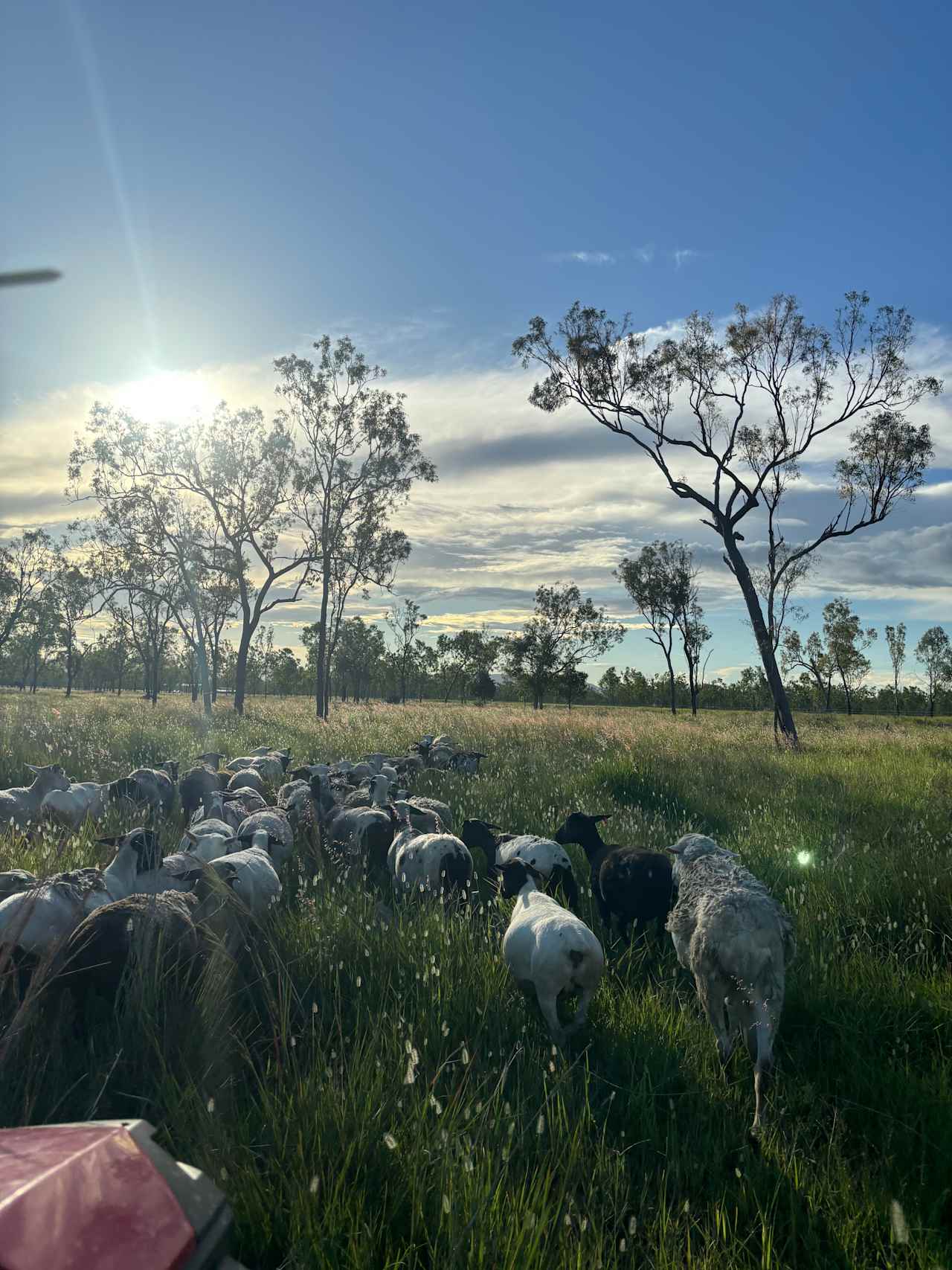 Mountview Farm Stay and Poodles