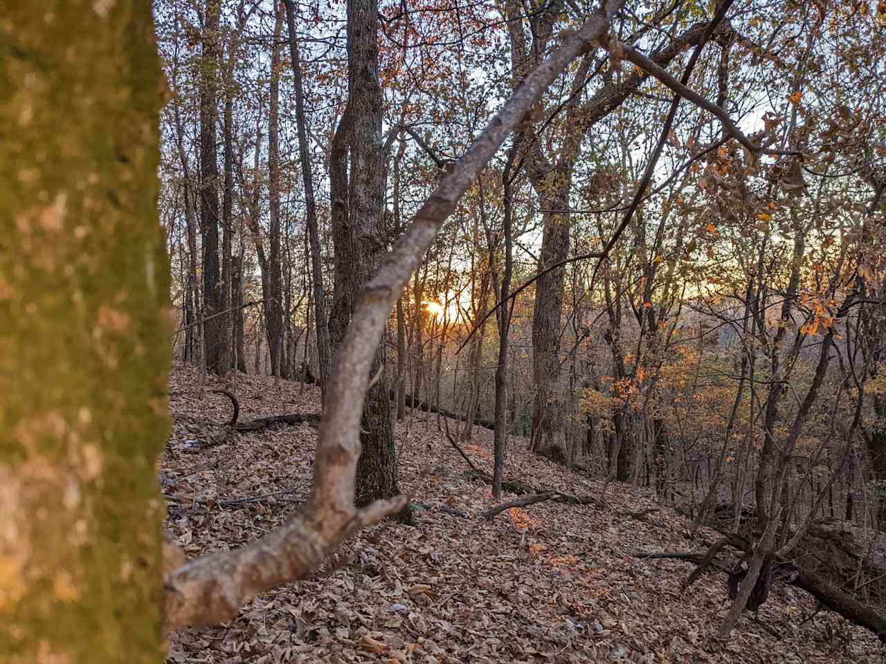 Wooded Getaway Campsite