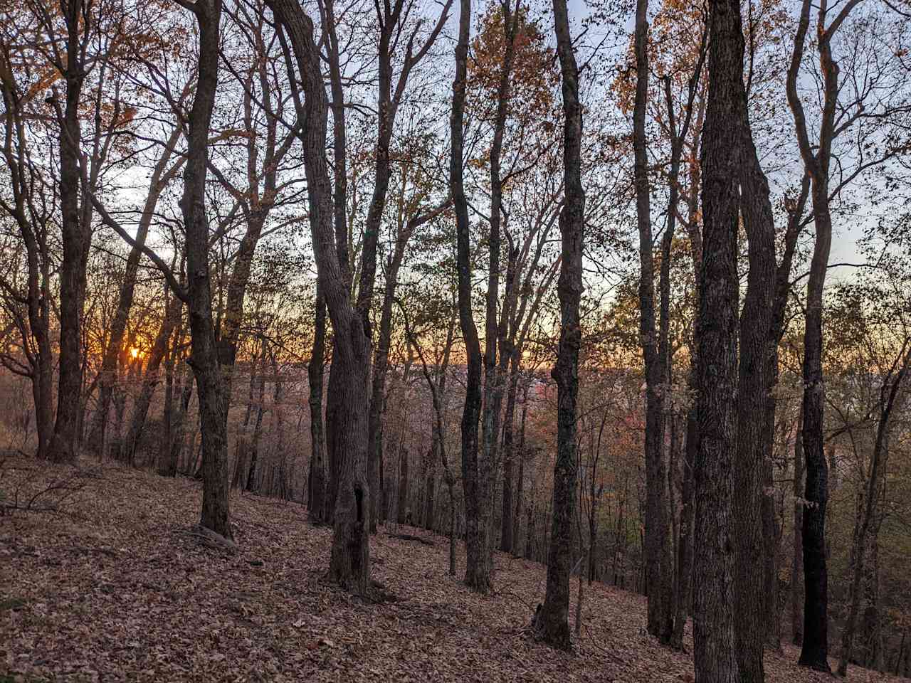 Wooded Getaway Campsite