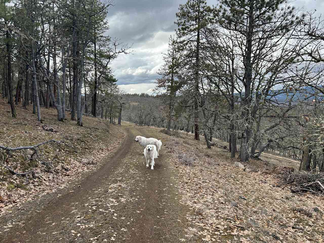 Drive up to cabin 