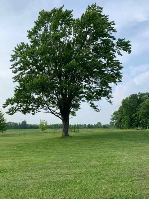 Large maple tree providing plenty of shade. 