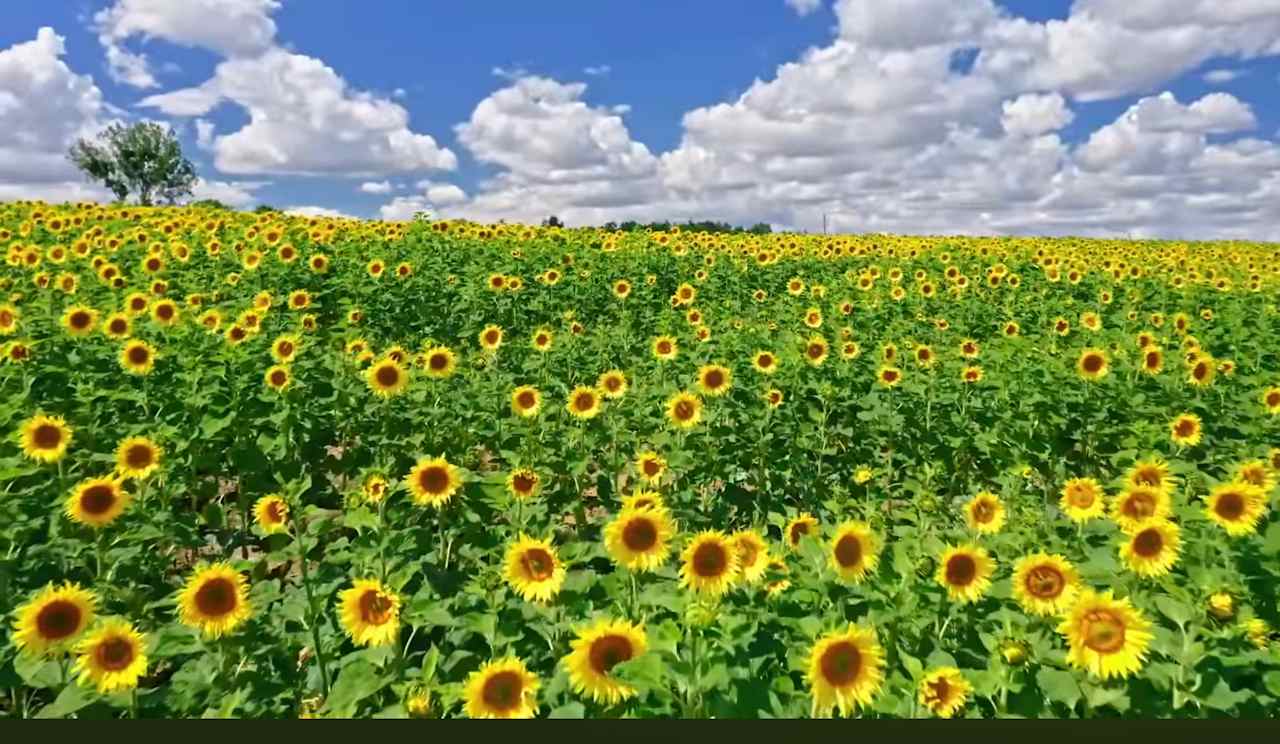 This is our DREAM field. ( in process) ..what we've planted to bloom in June - July. 