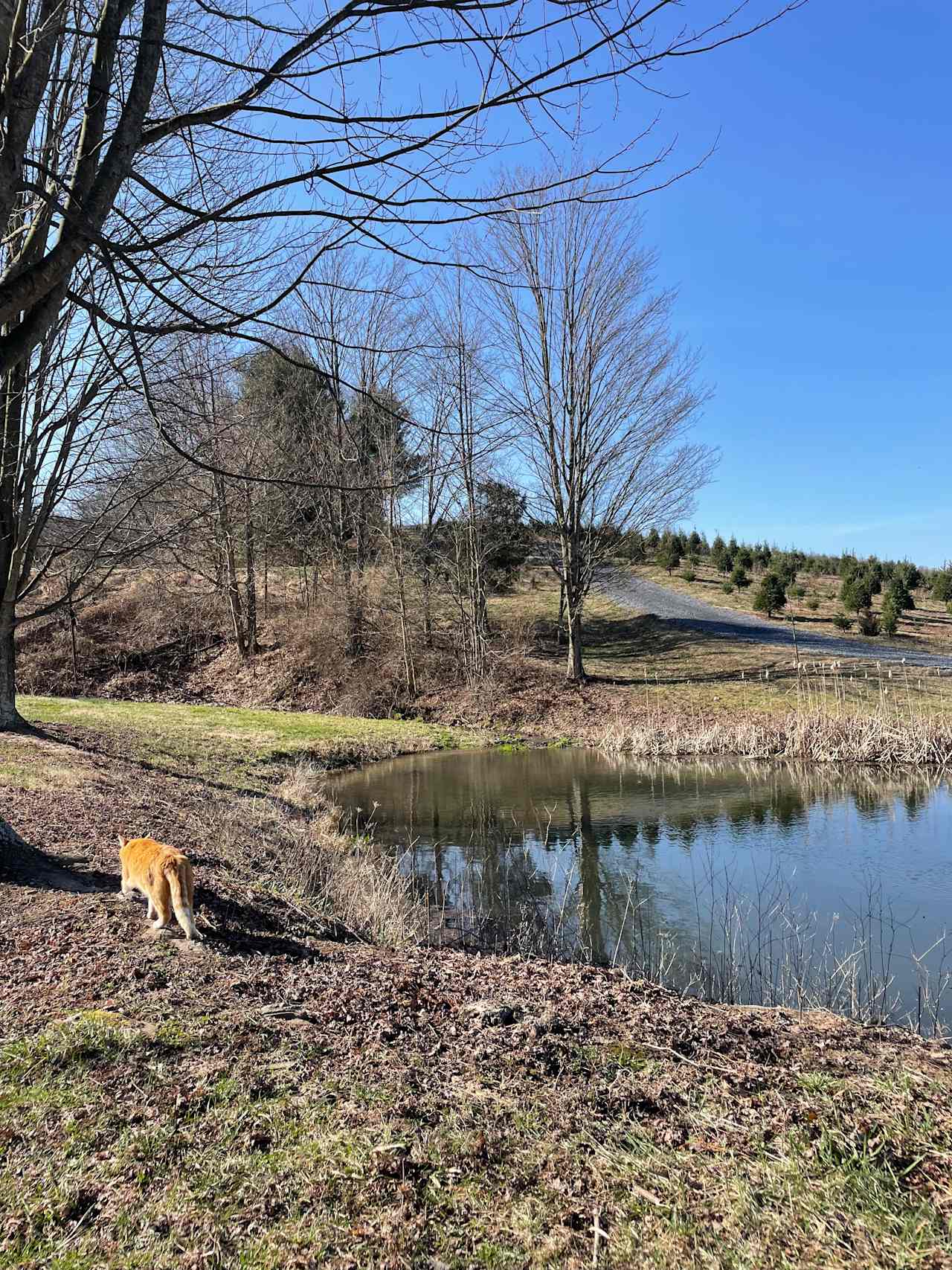 Tuckaway Tree Farm