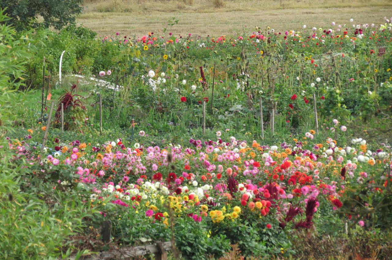 Lake Labish Farm