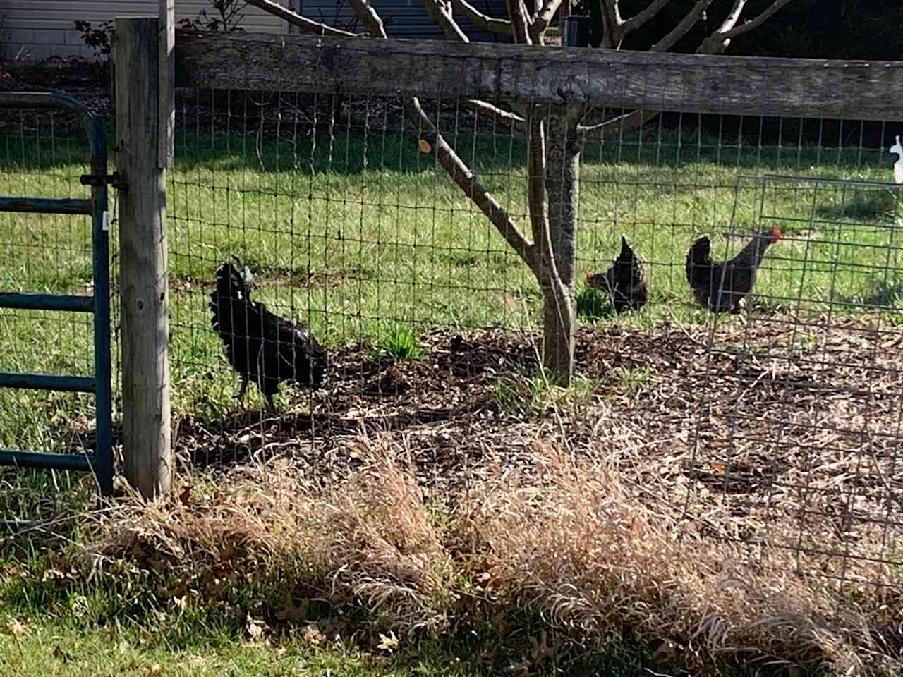 BubbaSchottMiles Farm West Pasture