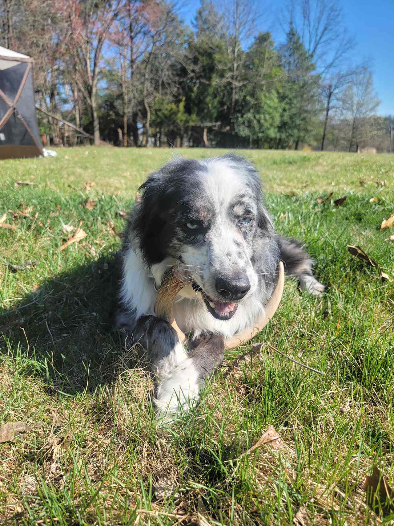 Arrow found an antler!