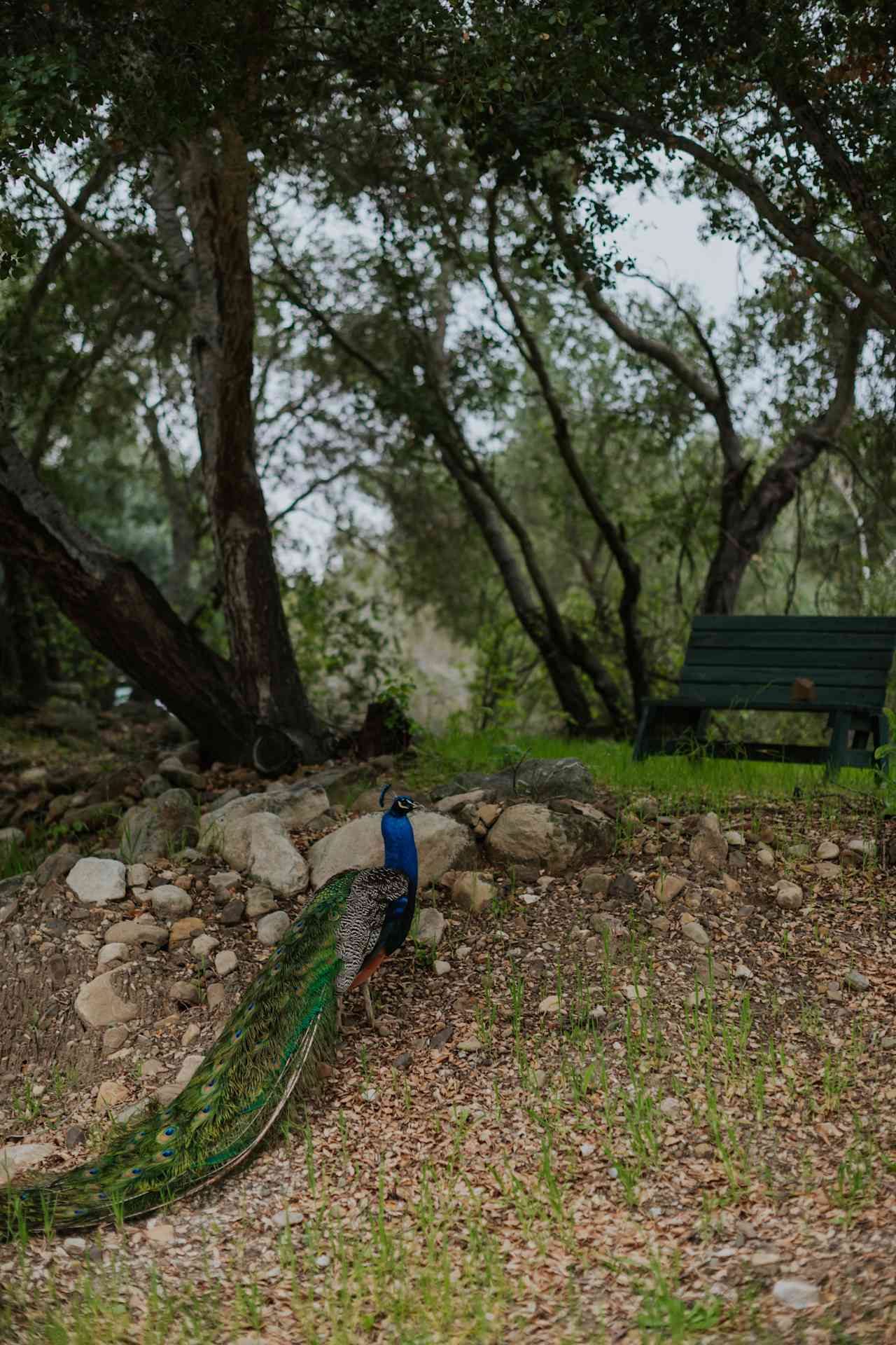 There was a gorgeous peacock roaming around. 