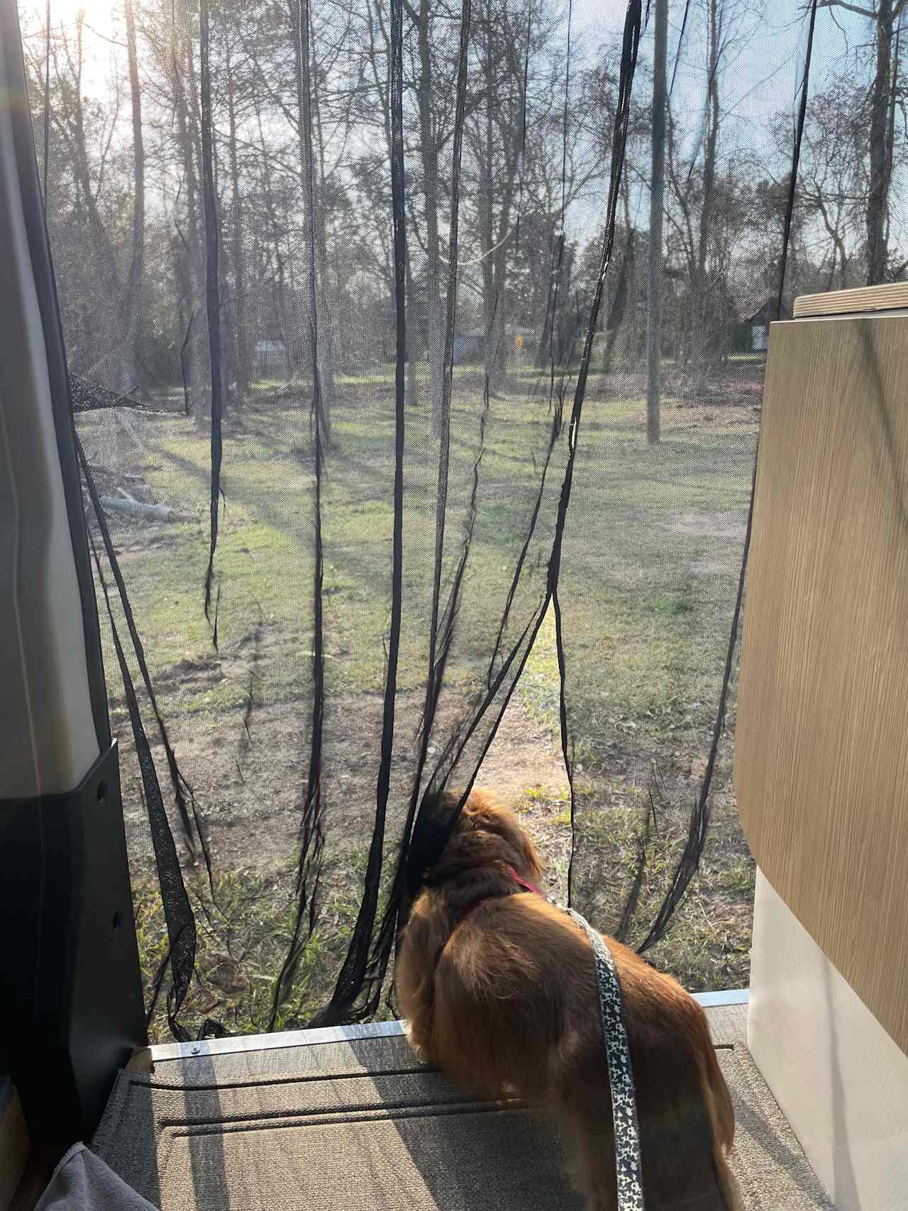 Doggie loved watching the birds and squirrels 