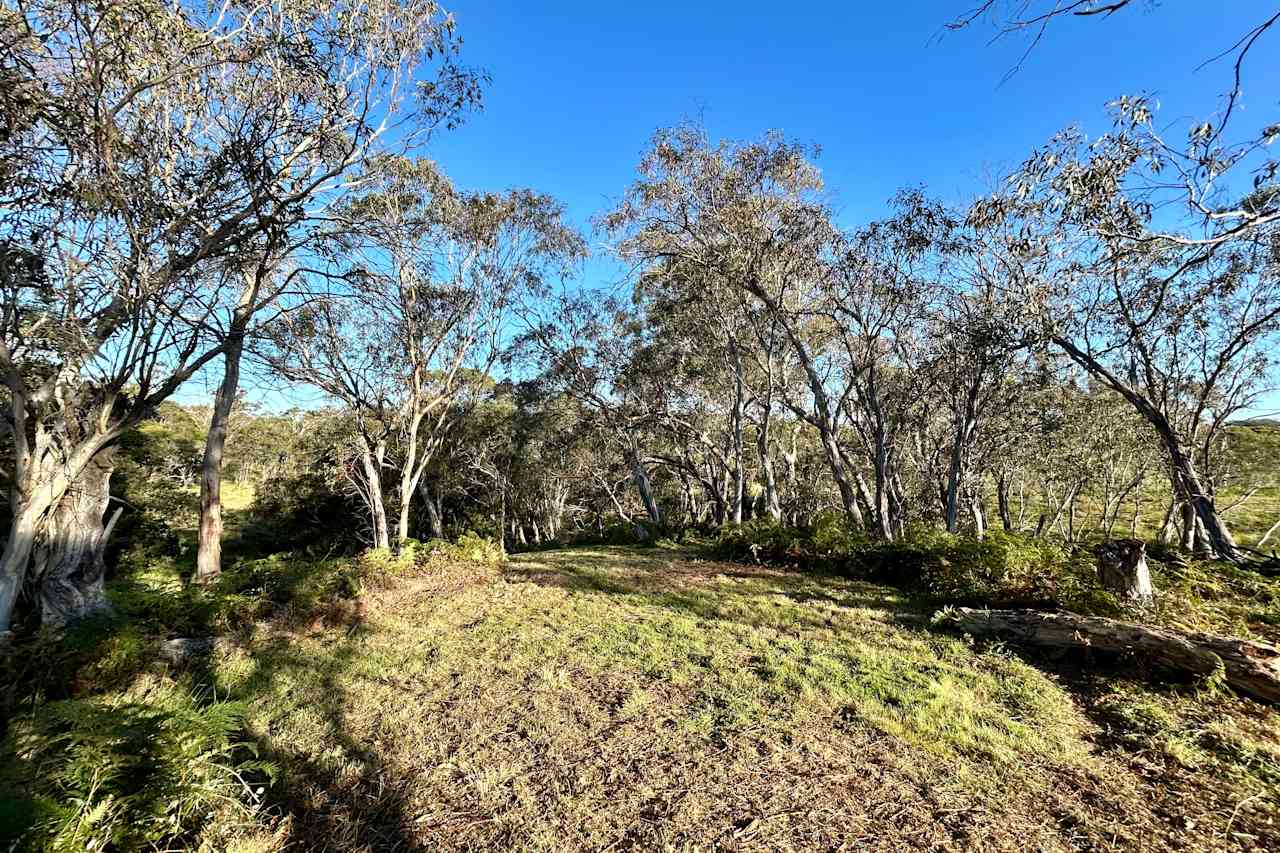 Tent site area - option 1 - and main clearing for campfire. View down to creek from edge of trees.
