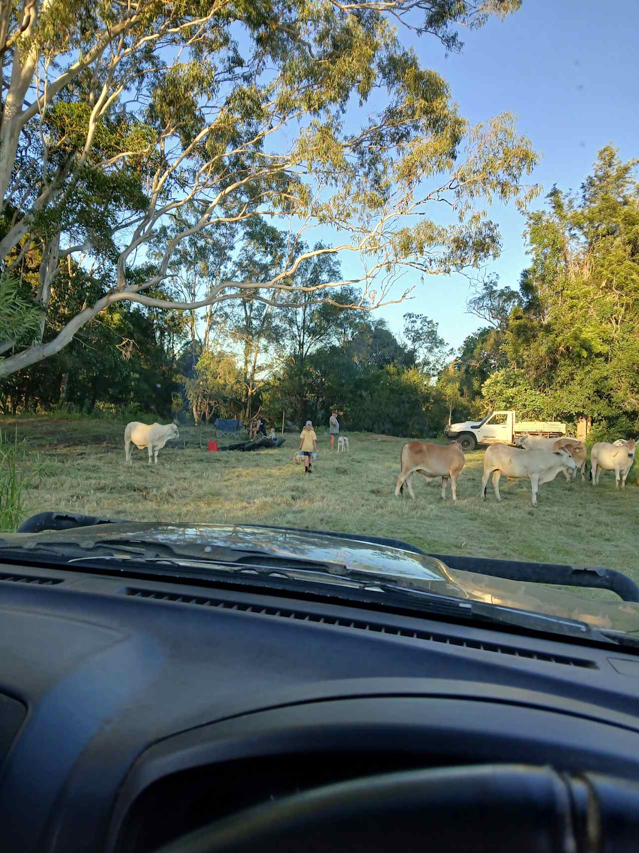 Friendly  cattle are having a bit of a snoop