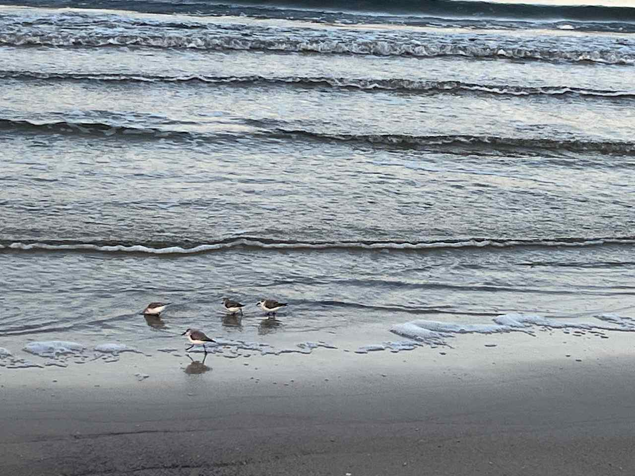 The Gulf Stream Beach Camp