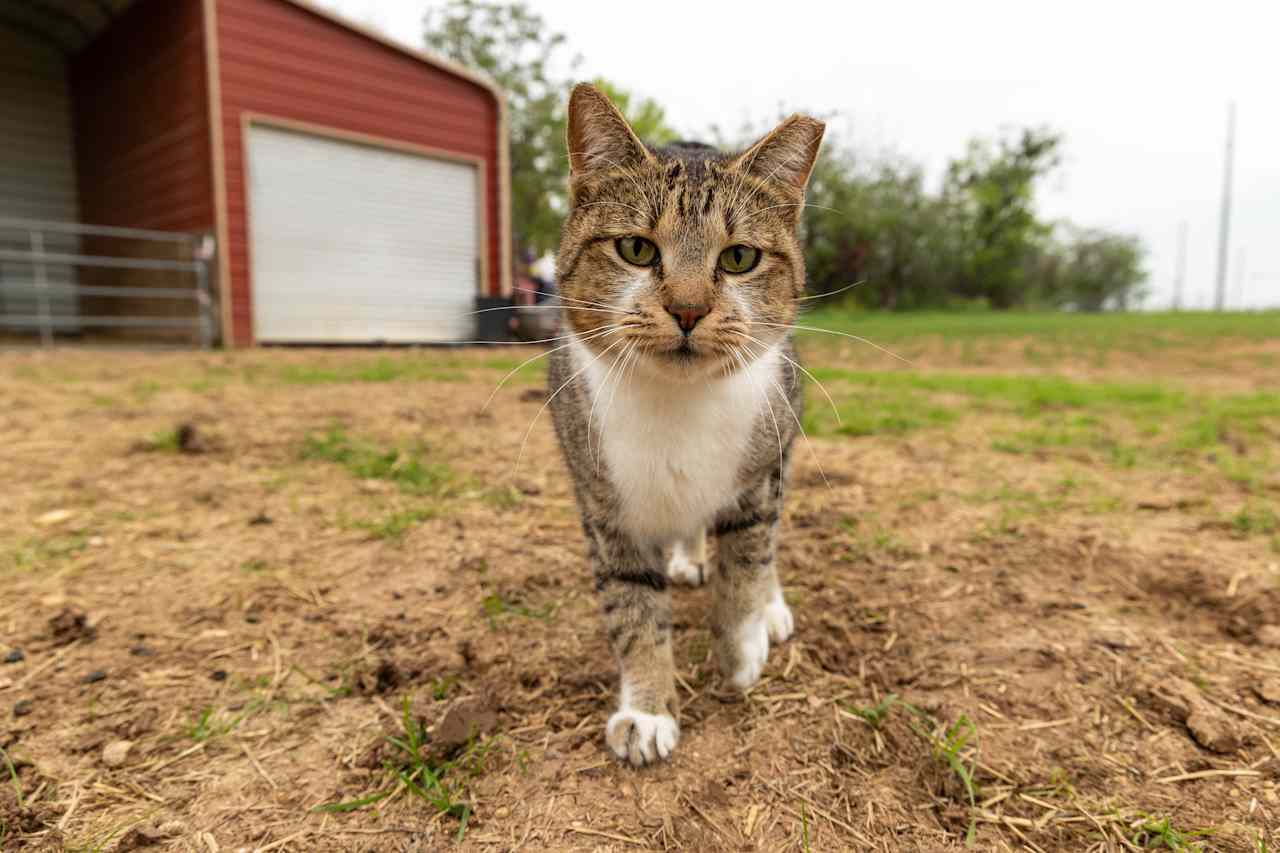 Sparkler the barn cat!