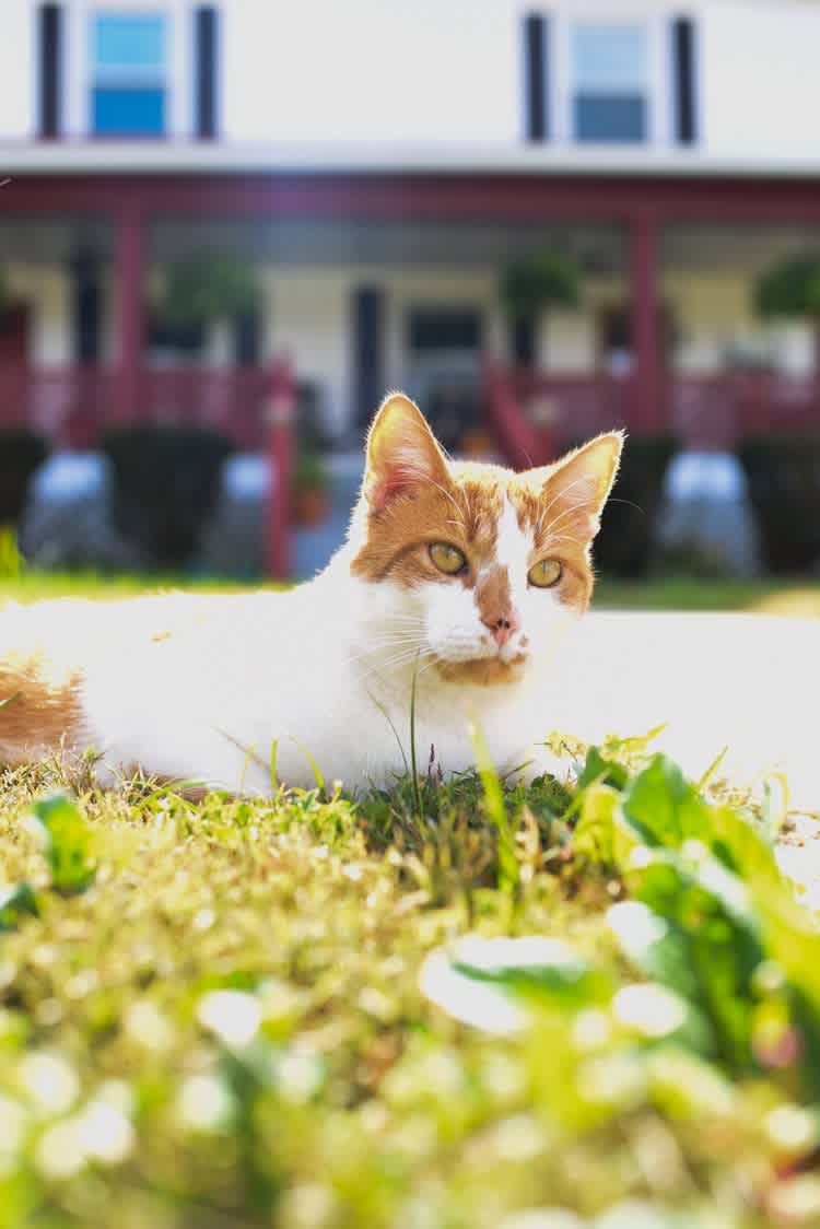 Ralph is our resident outdoor cat and manager of the property.
