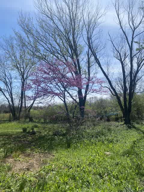 Secluded Camping in Beebe