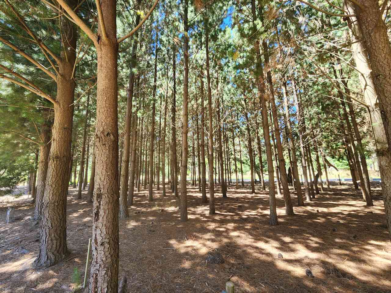 A small pine plantation separates the campervan sites from the main road, and offers habitat to native fauna. Summer, 2024. Winter Wetlands, Kuitpo.