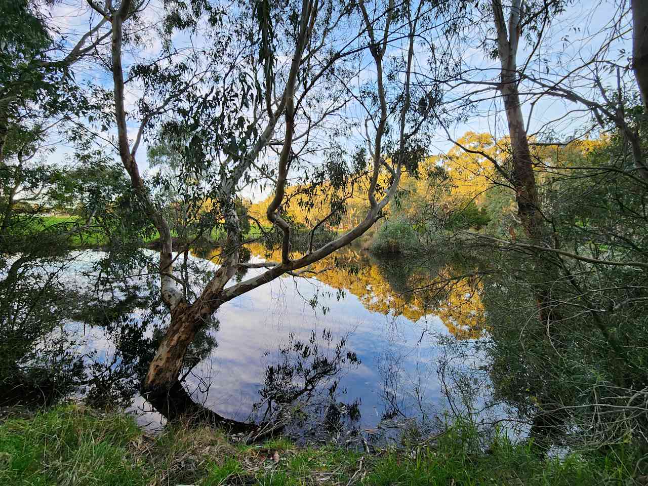 Looking out across the dam mid-Winter 2023, Forest Gate Winter Wetlands, Kuitpo, SA. 