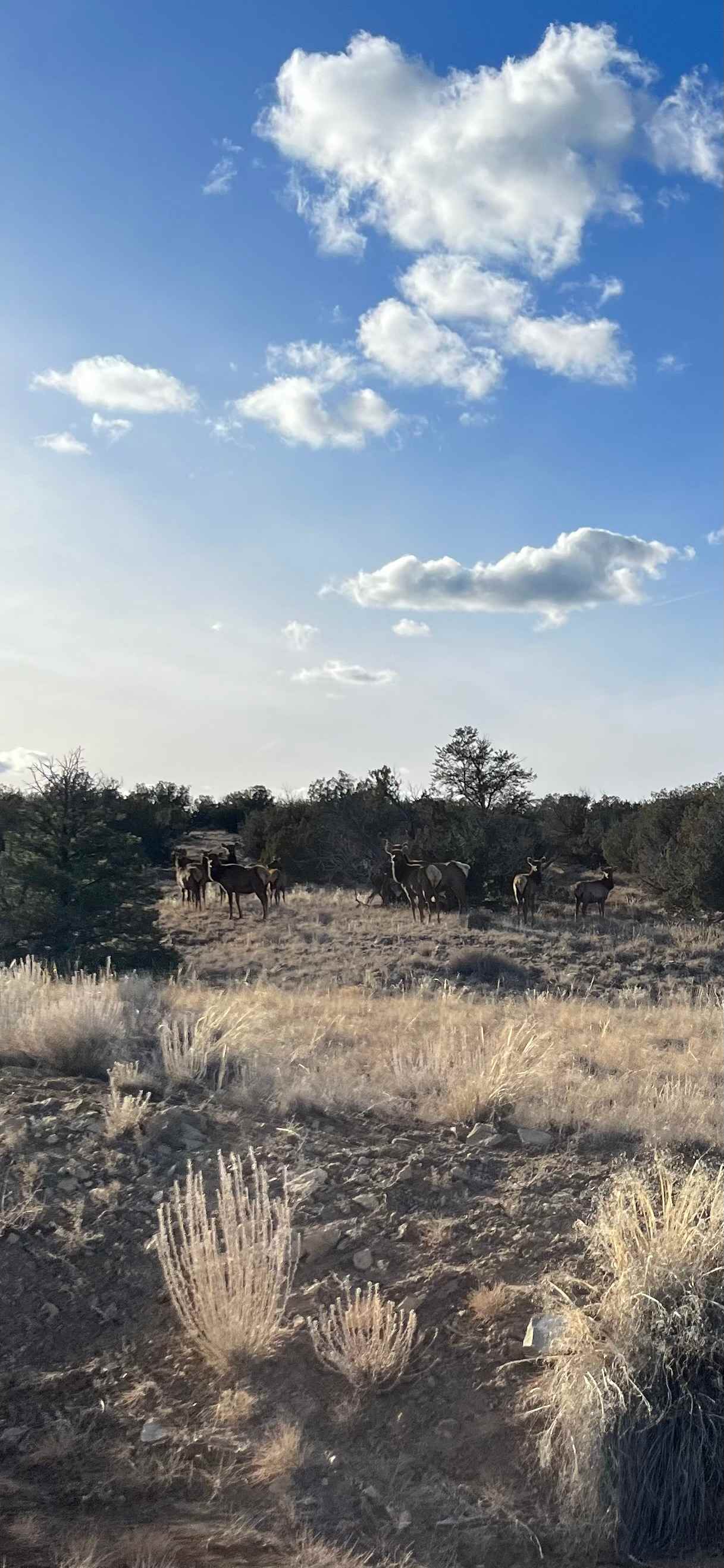 Juniper Canyon