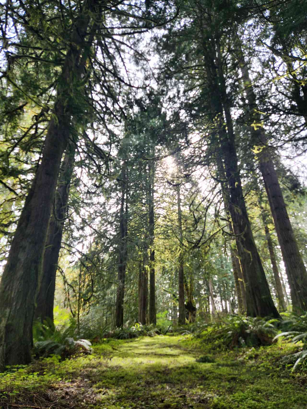 RV+ Rainbow Falls / Willapa Trails