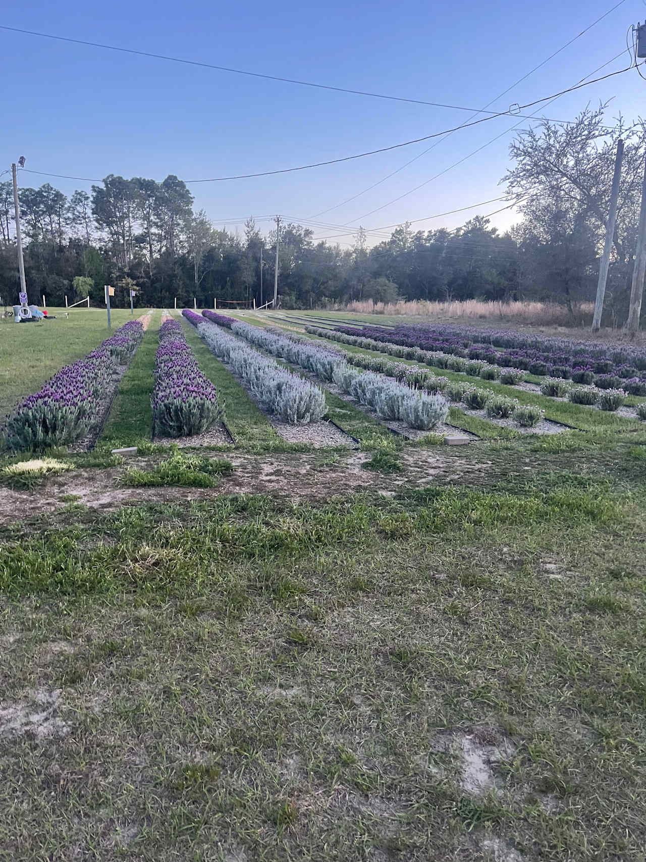 Lavender Fields