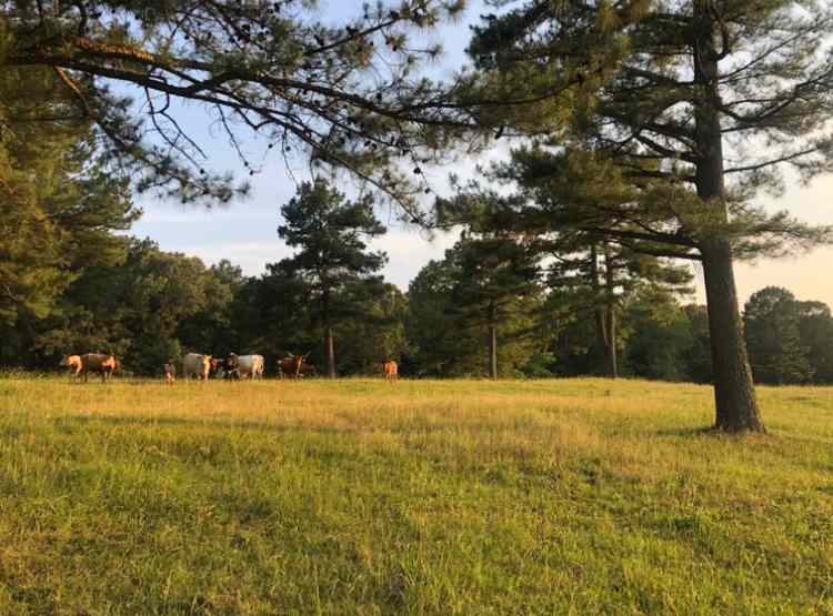 Pioneer Lane Farm