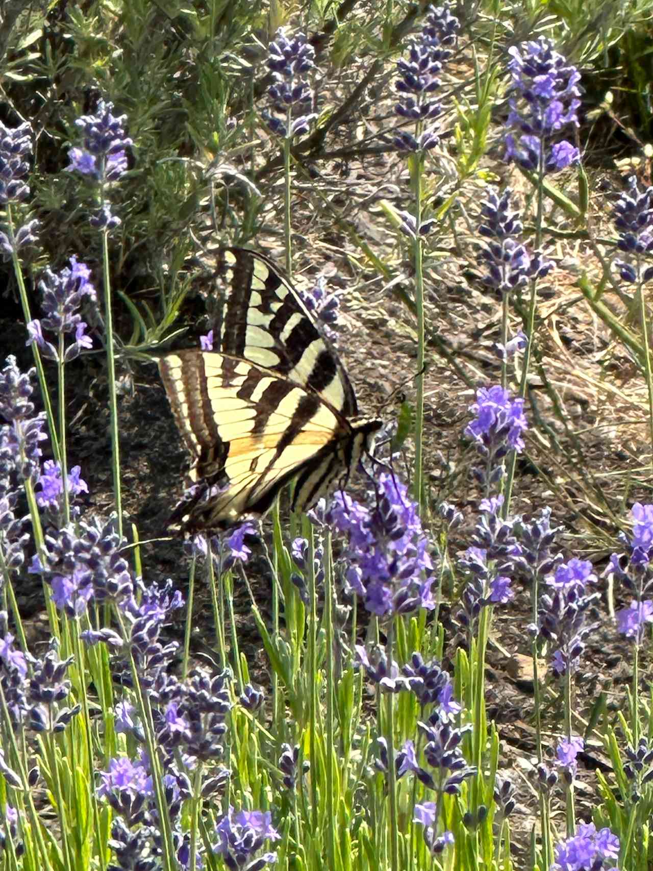 lavender in bloom late june to august