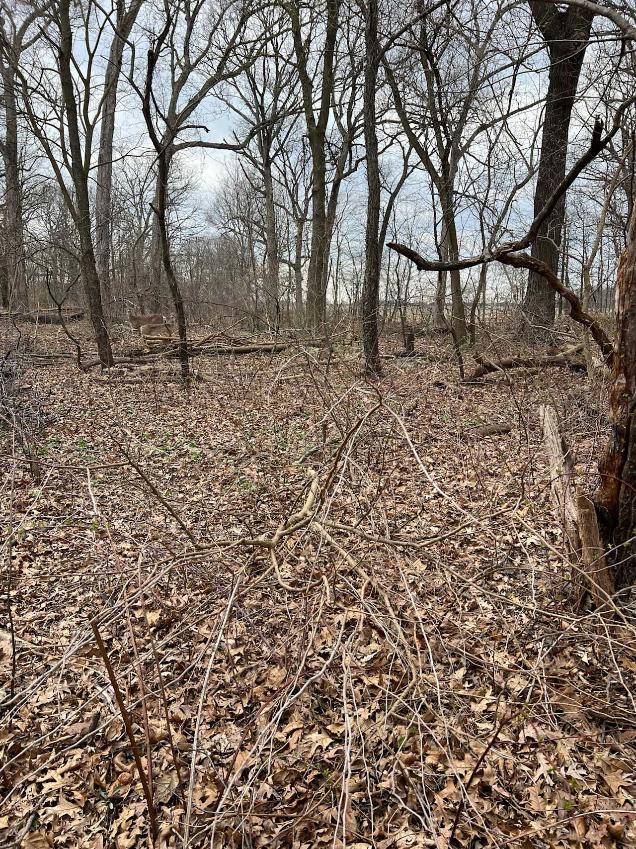 Legacy Wetland