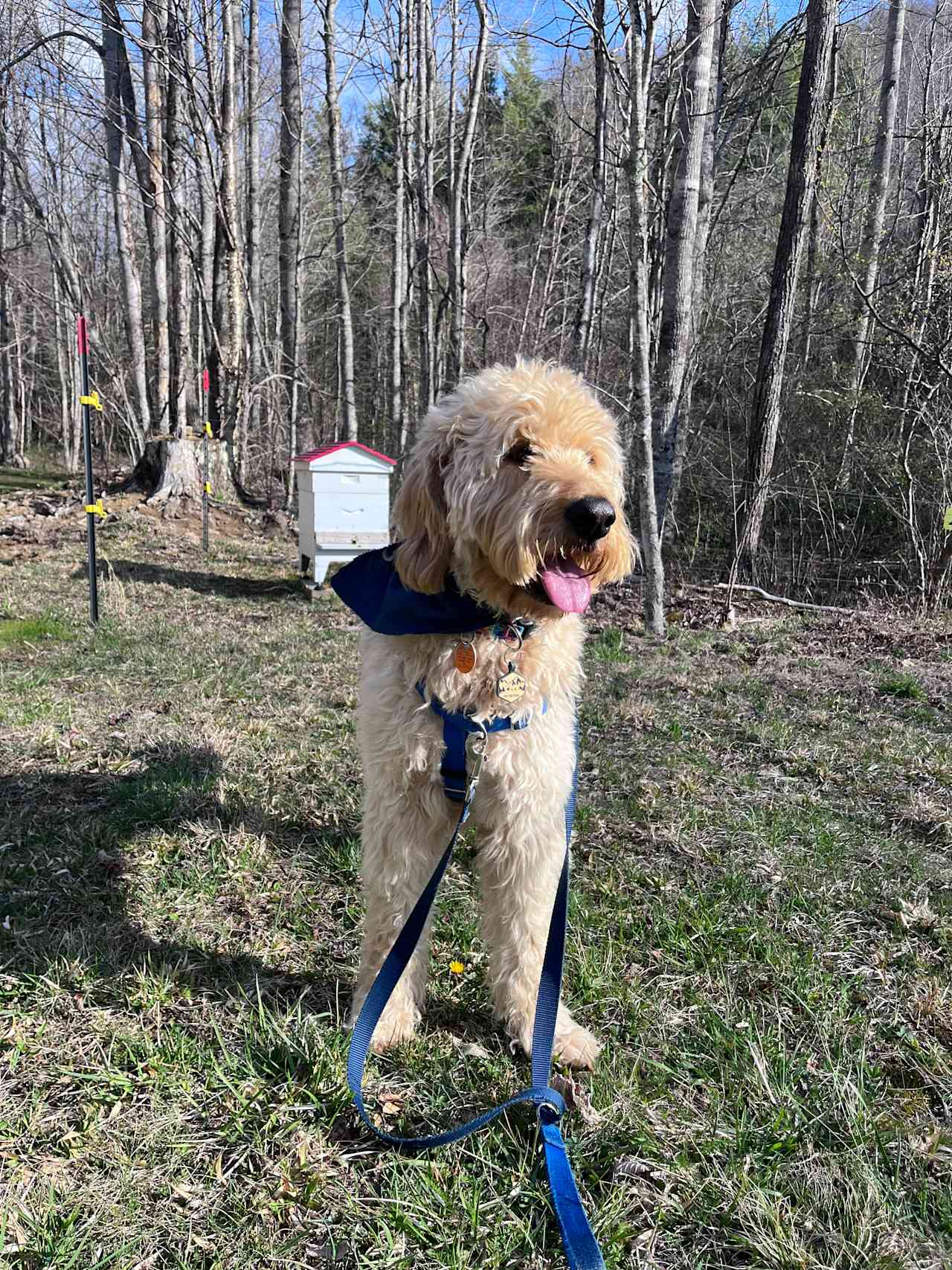 Meatball and the bees 