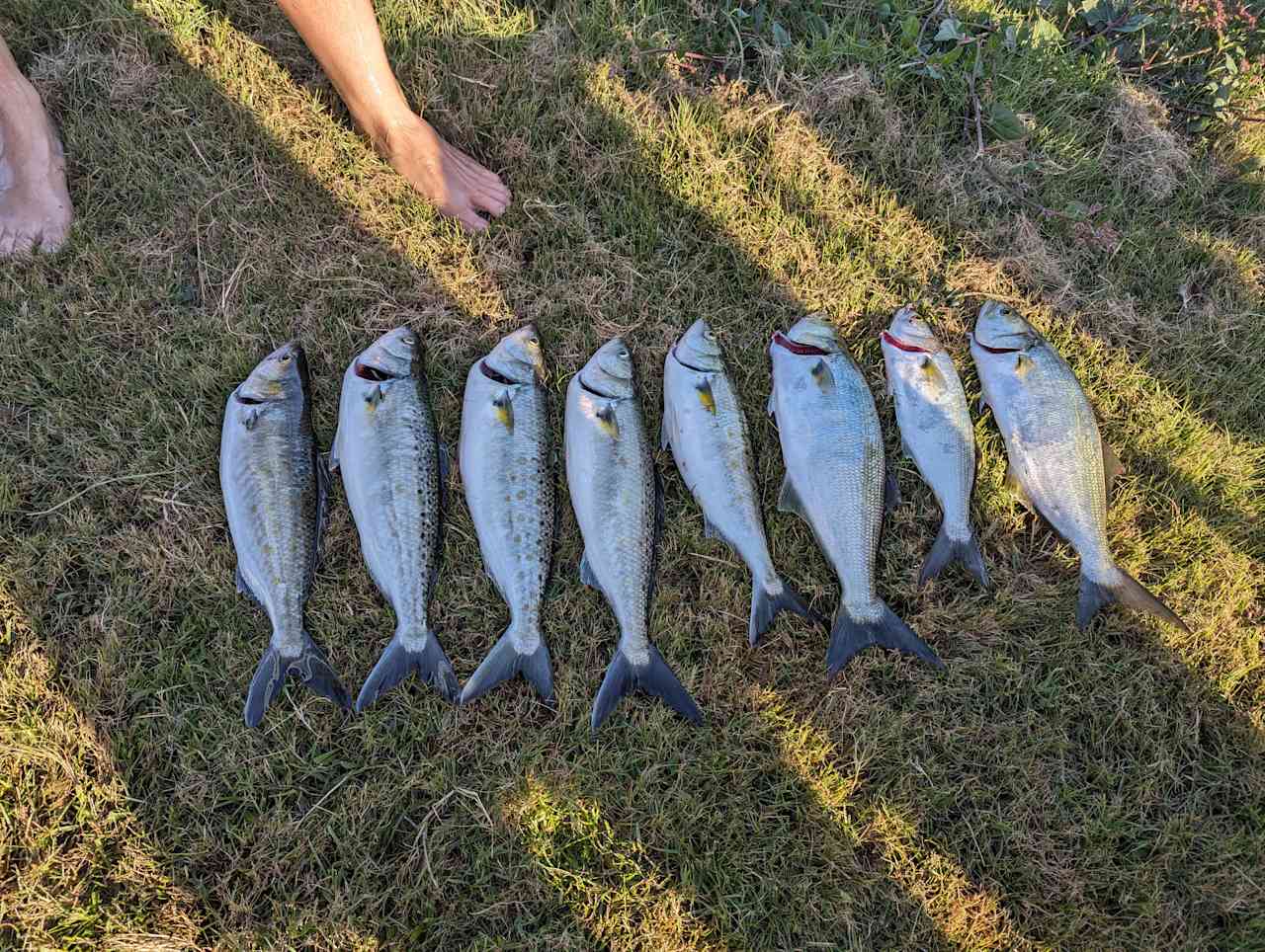 Salmon and Taylor caught out on boat