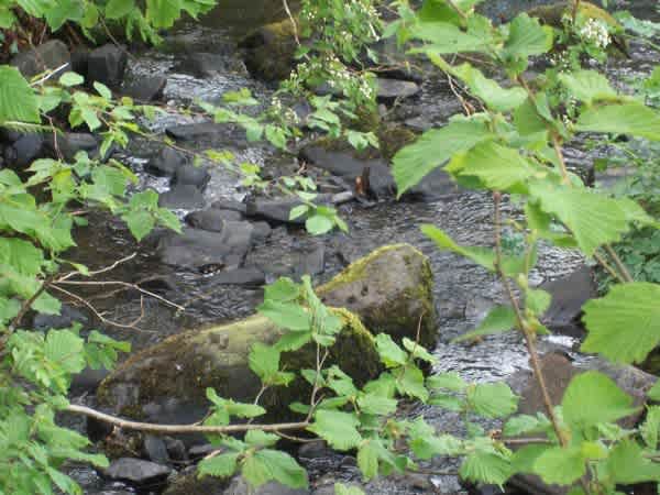 Teifi Meadows