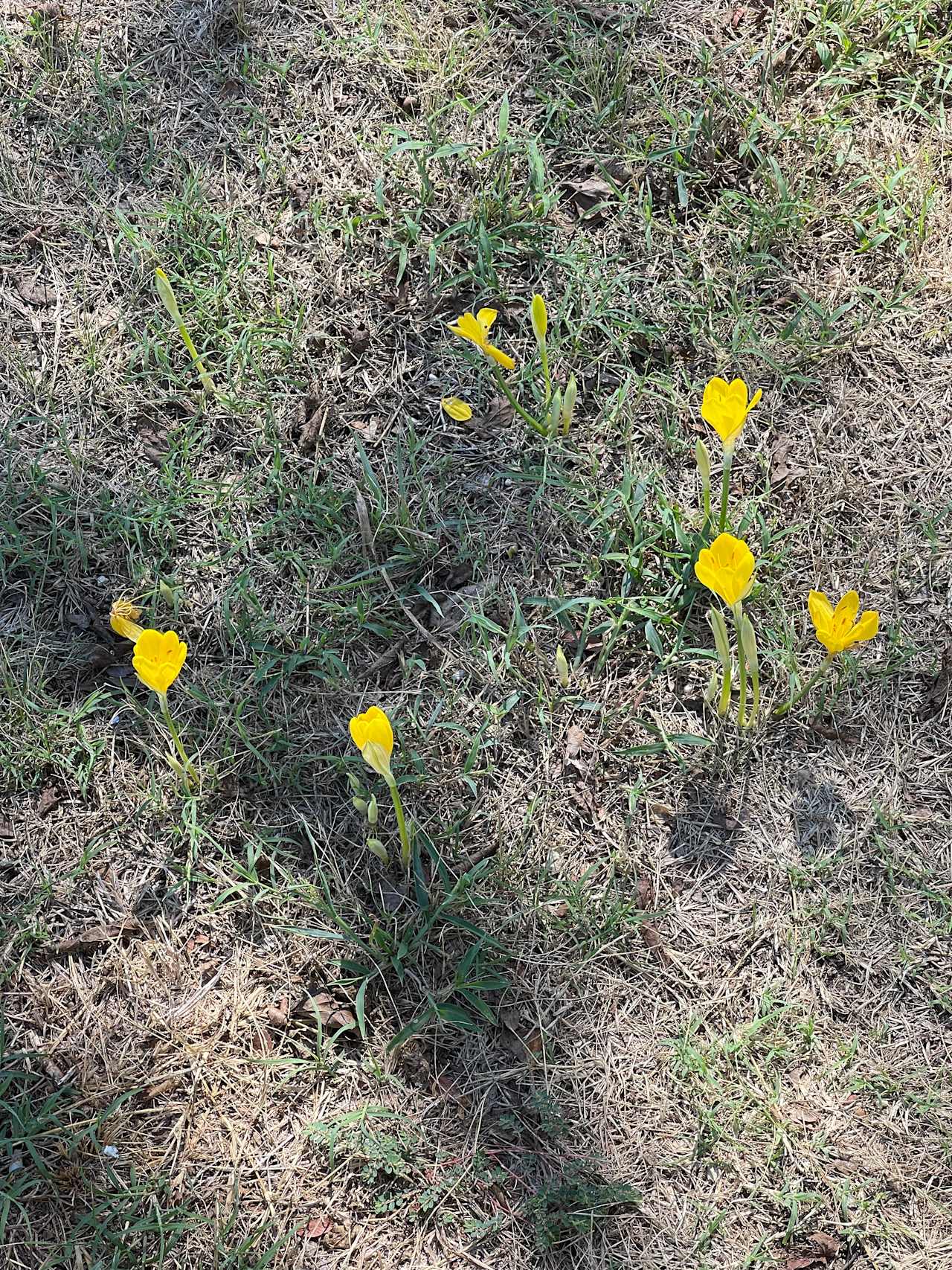 Pasture Near Arledge Ridge On 78