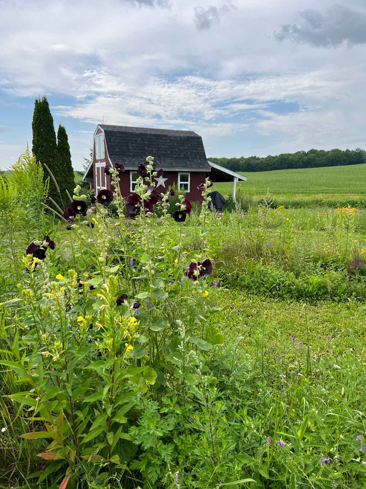 Twin Elm Creek Located In Farmland