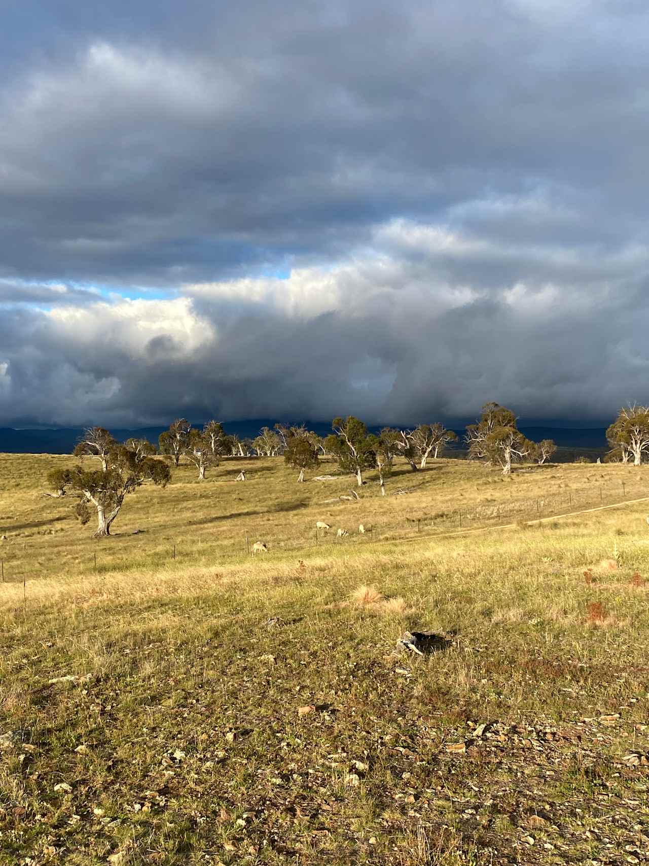 Wombat Pines - Private Camping