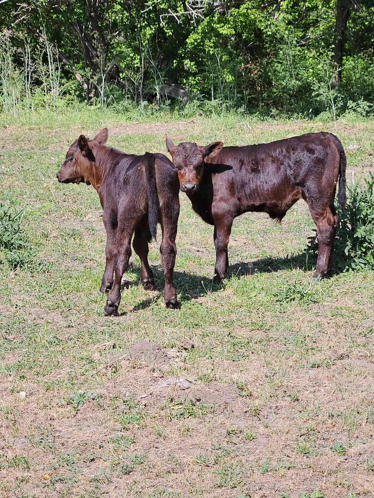 Shumway Farm