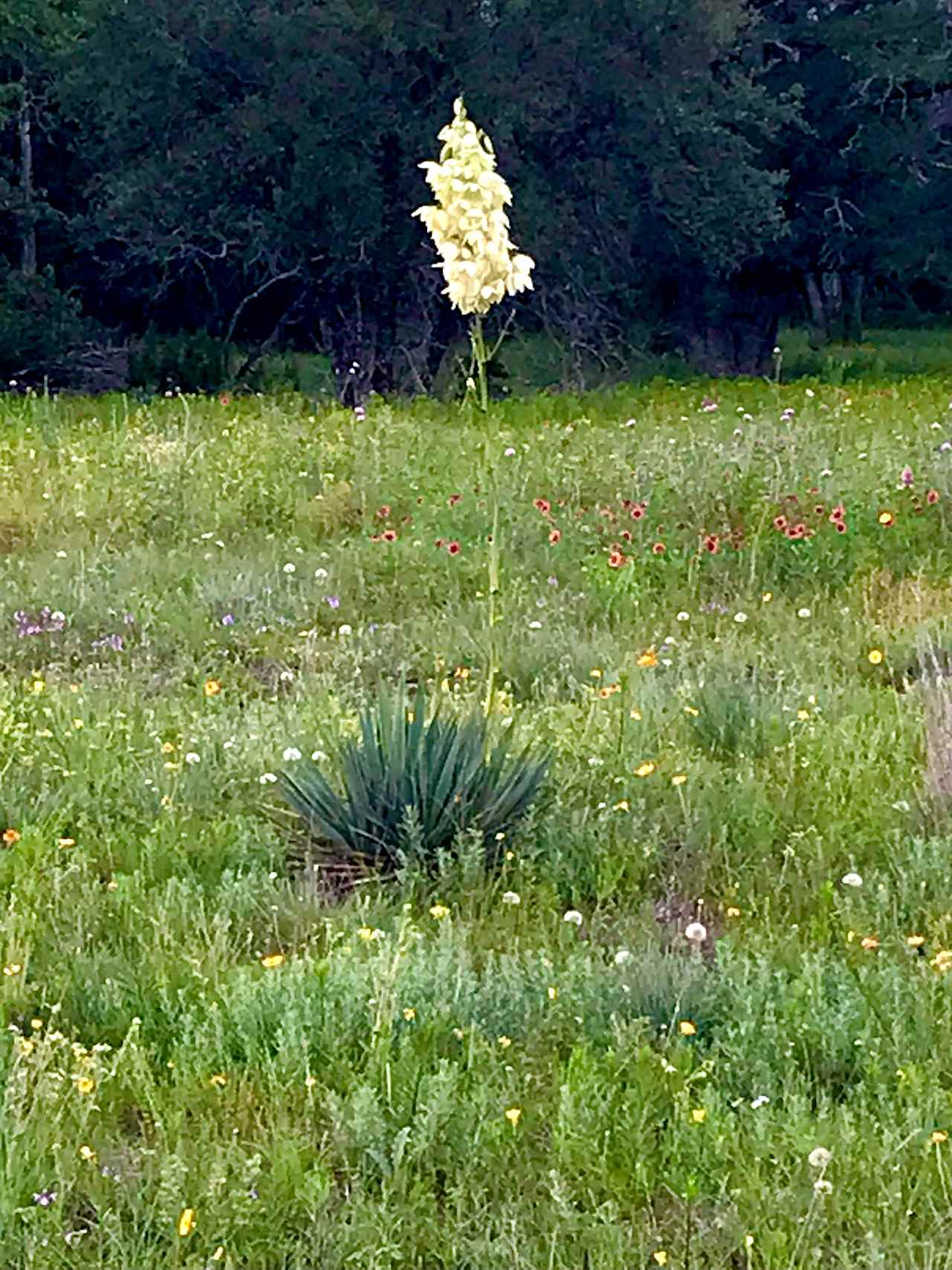 Mockingbird Meadows