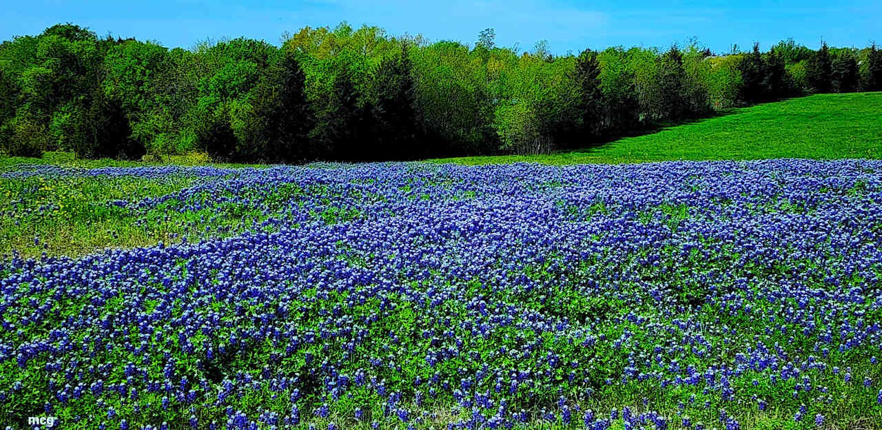 Honey Fields