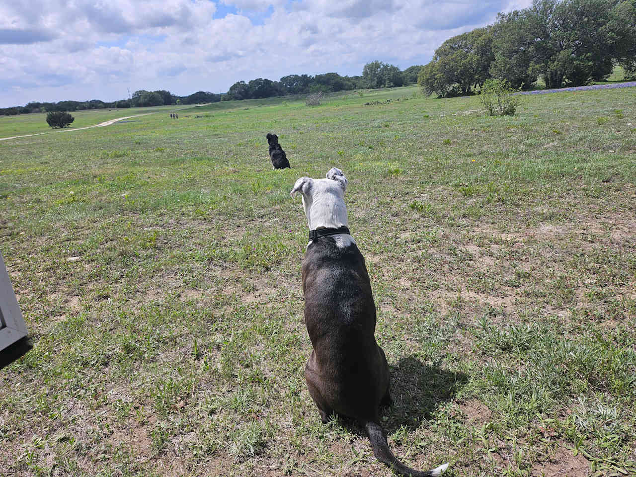 Dogoos having so much fun!