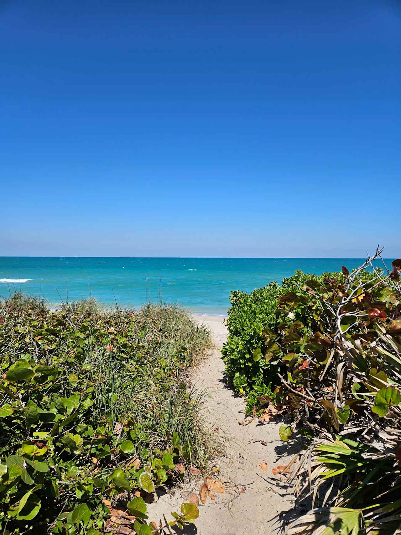 Surfer Beach And Tree Sanctuary